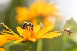 Bee Friendly Perennials