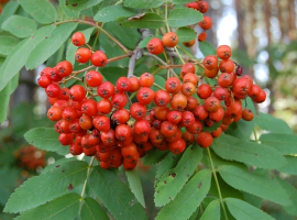 Trees for year-round colour