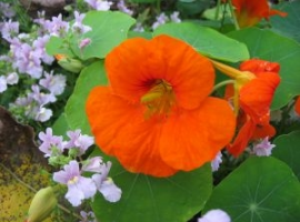 Companion planting