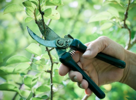 Must-have gardening tools