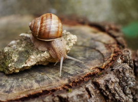 Tackling slugs and snails