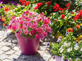 Container plants