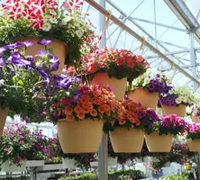 Hanging Baskets