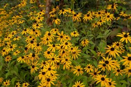 Late summer perennials