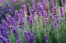 Summer Perennials