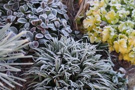 Winter perennials