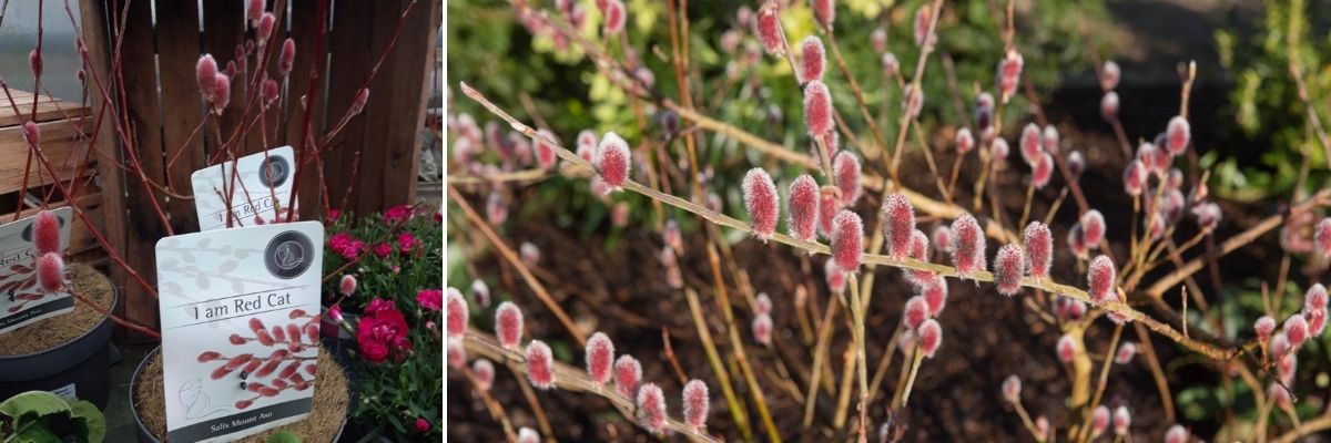 Salix Mount Aso - Pink Willow Tree - Elmwood