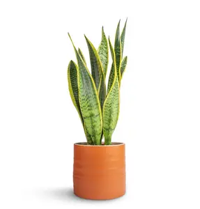 Amber 'Hadleigh' Ivyline Plant Pot 15cm - image 4