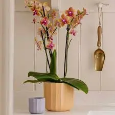 Apricot 'Positano' Ivyline Geo Plant Pot 13cm - image 1