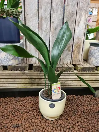 Aspidistra Cast Iron