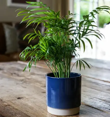 Blue 'Eno' Ivyline Plant Pot 13cm - image 1