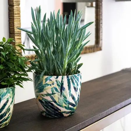 Botanical Fern 'Monza' Ivyline Plant pot - image 1