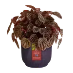 Deep Purple 'Winery' Elho Plant Pot 14cm - image 1