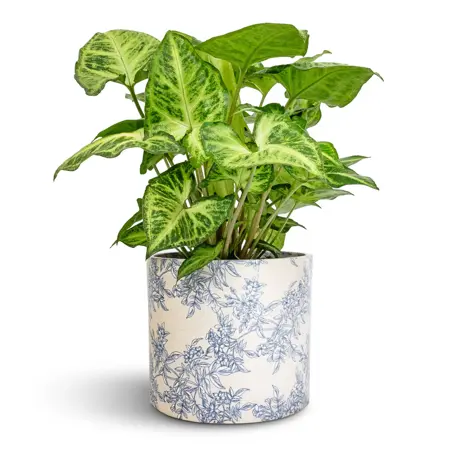 Ivyline 'Lazzaro' Vintage Foliage Plant Pot - image 1