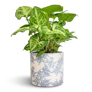 Ivyline 'Lazzaro' Vintage Foliage Plant Pot - image 1