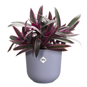 Lavender Lilac 'Jazz' Elho Plant Pot 14cm        - image 1
