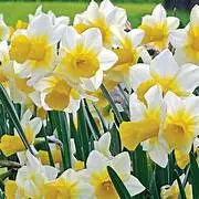 Narcissus
