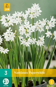 Narcissus Paperwhite