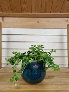 Peperomia Rotundifolia 12cm Pot Size - image 1
