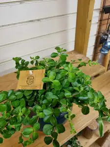 Peperomia Rotundifolia 12cm Pot Size - image 2