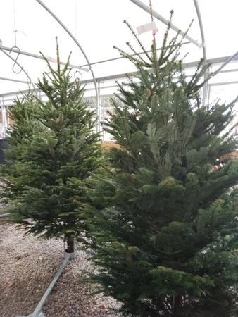 Premium Nordmann Fir 200cm-225cm