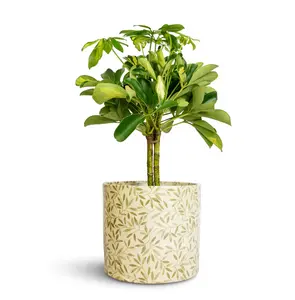 Sage 'Lazzaro' Foliage Ivyline Plant Pot 16cm - image 1
