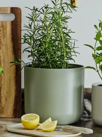 Sage 'Lisbon' Ivyline Pot 15cm - image 1