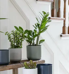 Sage 'Lisbon' Ivyline Pot 15cm - image 2