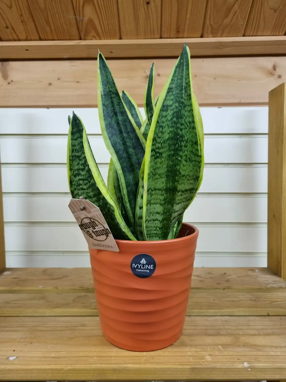 Sansevieria Trifasciata (Lingua Di Suocera) In Vaso 12cm - Pianta Da Interno Facilissima