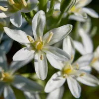 Naturalising bulbs