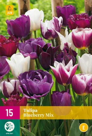 Tulip Blueberry Mix