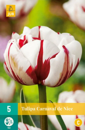 Tulip Carnaval de Nice