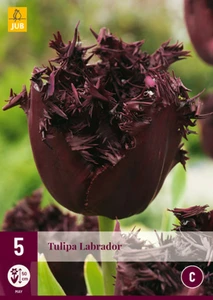 Tulip Labrador