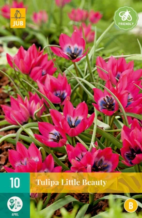Tulip Little Beauty
