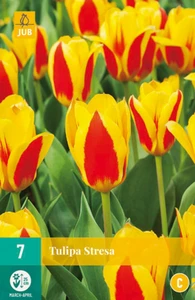 Tulip Stresa