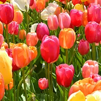 Tulips